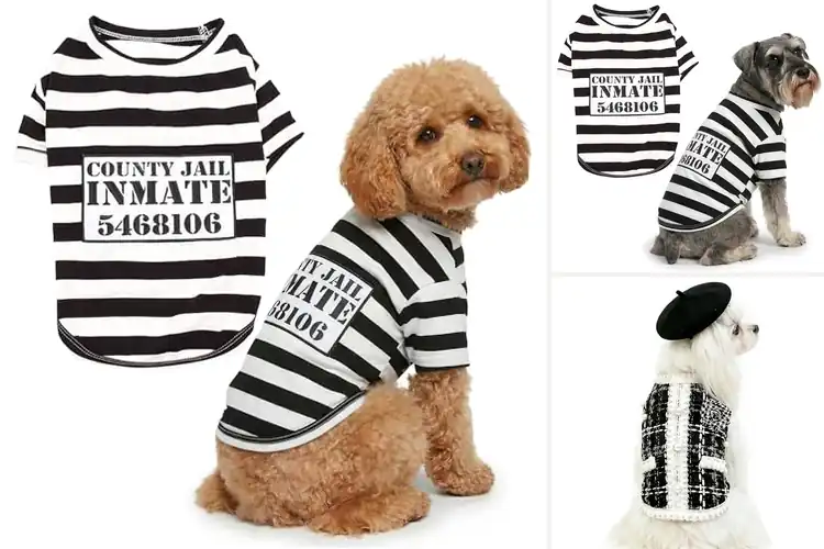 Detailed view of Best Parisian Dog Costume